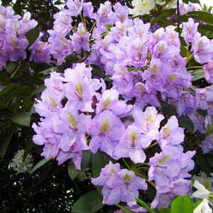 Preview wallpaper azalea, lilac, flowering, shrub