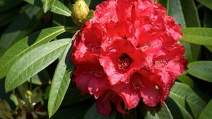 Preview wallpaper azalea, red, bloom, close-up
