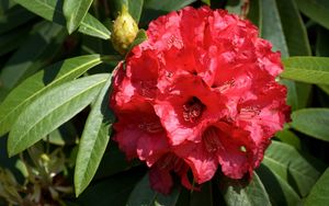 Preview wallpaper azalea, red, bloom, close-up