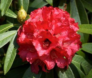 Preview wallpaper azalea, red, bloom, close-up