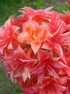 Preview wallpaper azaleas, bloom, branch, close-up