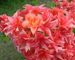 Preview wallpaper azaleas, bloom, branch, close-up