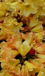 Preview wallpaper azaleas, bloom, yellow, close up
