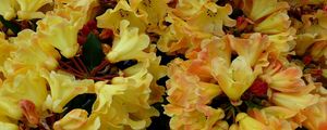Preview wallpaper azaleas, bloom, yellow, close up