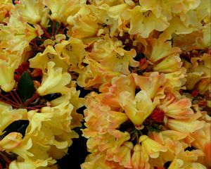 Preview wallpaper azaleas, bloom, yellow, close up