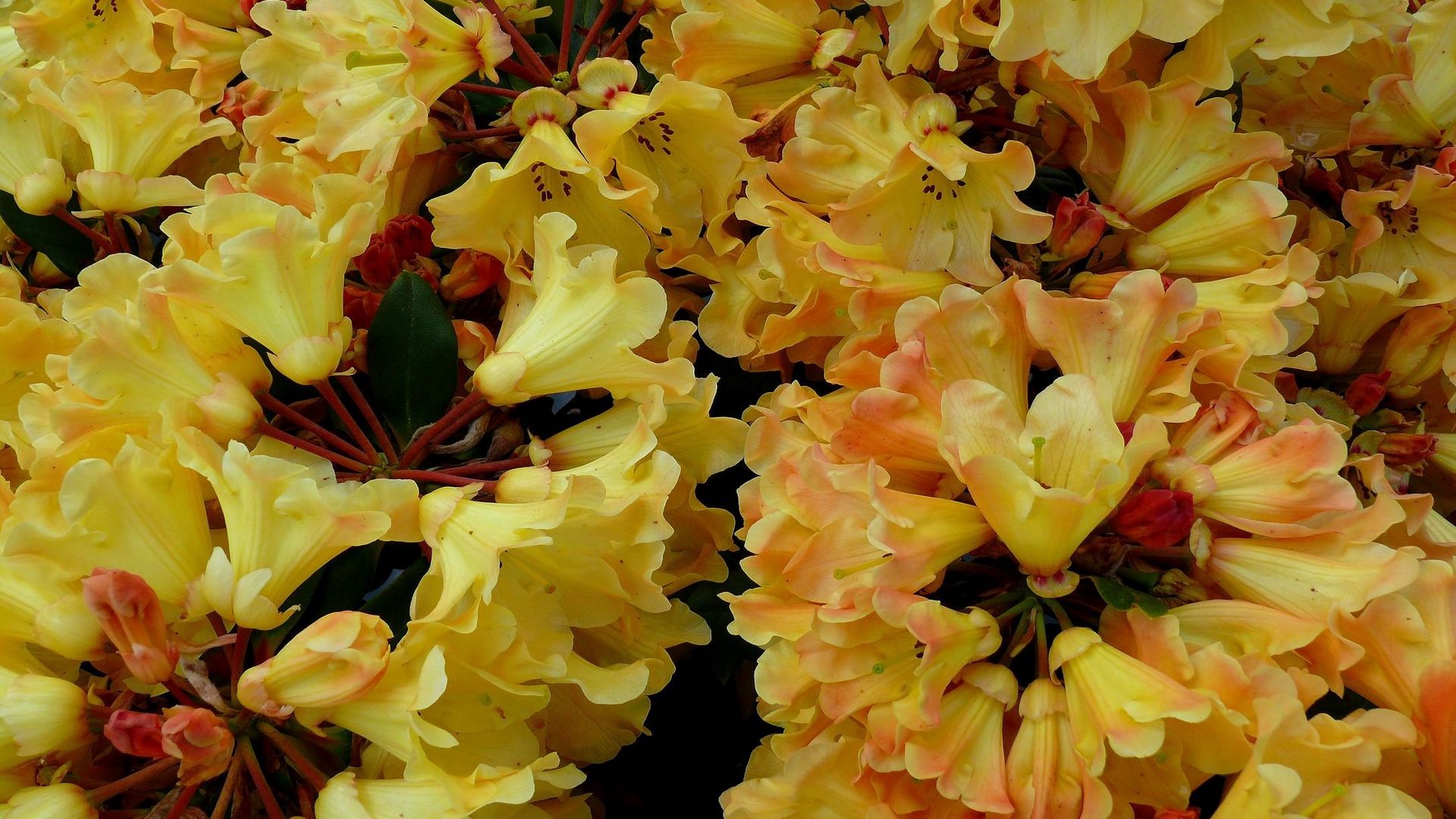 Download wallpaper 1920x1080 azaleas, bloom, yellow, close up full hd 