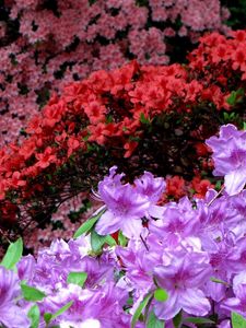 Preview wallpaper azaleas, flowering, colorful, bright