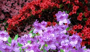Preview wallpaper azaleas, flowering, colorful, bright