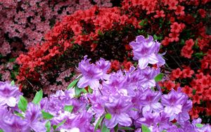 Preview wallpaper azaleas, flowering, colorful, bright