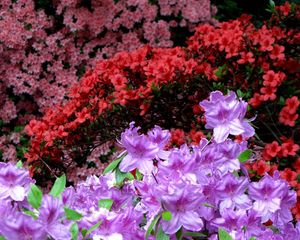 Preview wallpaper azaleas, flowering, colorful, bright