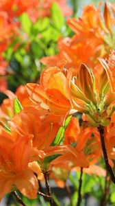 Preview wallpaper azaleas, flowering, orange, branches, close-up