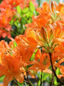 Preview wallpaper azaleas, flowering, orange, branches, close-up