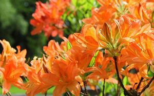 Preview wallpaper azaleas, flowering, orange, branches, close-up