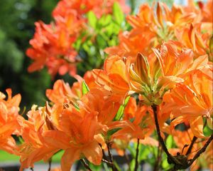 Preview wallpaper azaleas, flowering, orange, branches, close-up