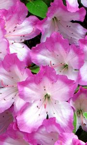 Preview wallpaper azaleas, flowering, soft, close-up