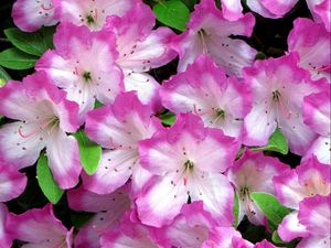 Preview wallpaper azaleas, flowering, soft, close-up