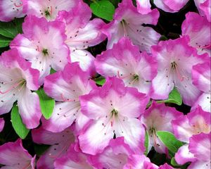 Preview wallpaper azaleas, flowering, soft, close-up