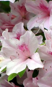 Preview wallpaper azaleas, flowering, stamen, close-up
