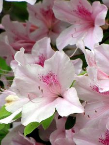 Preview wallpaper azaleas, flowering, stamen, close-up