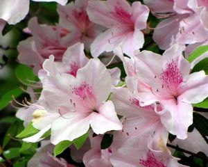 Preview wallpaper azaleas, flowering, stamen, close-up