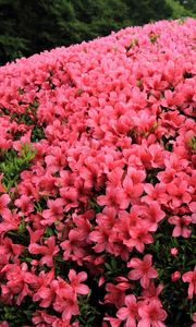 Preview wallpaper azaleas, shrubs, flowering, beautiful, garden