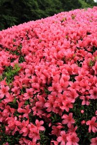 Preview wallpaper azaleas, shrubs, flowering, beautiful, garden