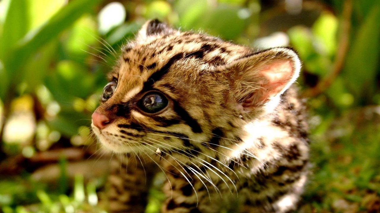 Wallpaper baby, cub, kitten, cheetah