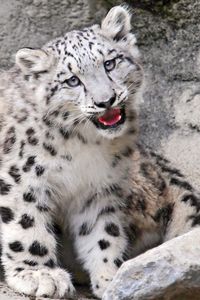 Preview wallpaper baby, ounce, mouth, rocks, snow leopard