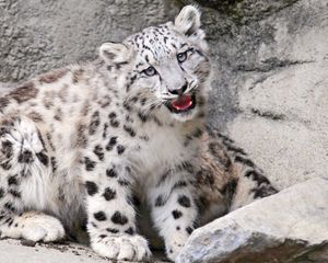 Preview wallpaper baby, ounce, mouth, rocks, snow leopard