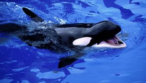 Preview wallpaper baby whale, whale, water, kasatka, sea