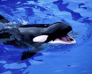 Preview wallpaper baby whale, whale, water, kasatka, sea