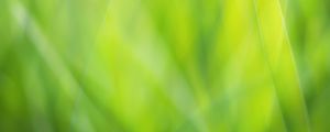 Preview wallpaper background, abstract, green, color