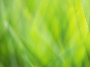 Preview wallpaper background, abstract, green, color