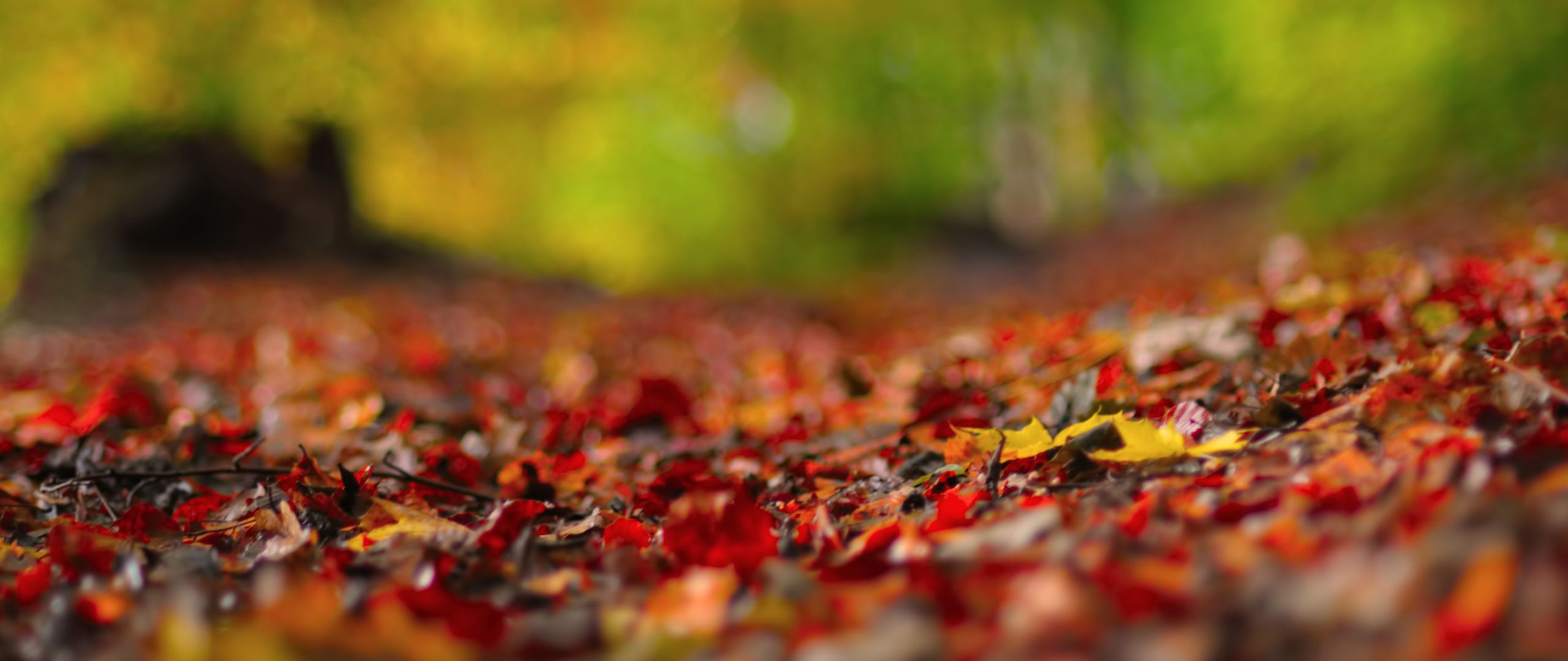 Download wallpaper 2560x1080 background, foliage, surface, fall dual wide  1080p hd background