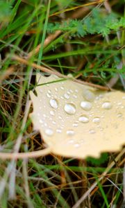 Preview wallpaper background, green, grass, leaf, drop, water, dew