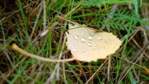 Preview wallpaper background, green, grass, leaf, drop, water, dew