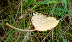 Preview wallpaper background, green, grass, leaf, drop, water, dew