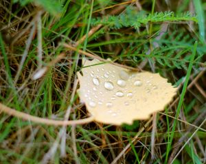 Preview wallpaper background, green, grass, leaf, drop, water, dew