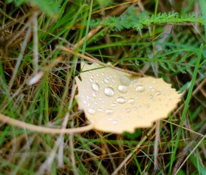 Preview wallpaper background, green, grass, leaf, drop, water, dew