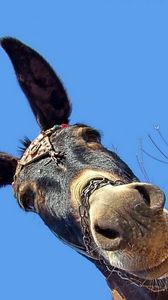 Preview wallpaper background, head, ears, donkey, muzzle