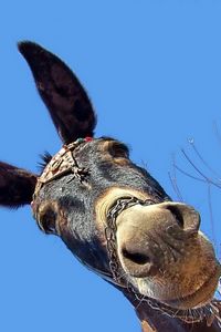 Preview wallpaper background, head, ears, donkey, muzzle