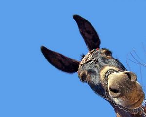 Preview wallpaper background, head, ears, donkey, muzzle