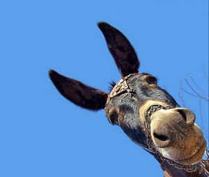 Preview wallpaper background, head, ears, donkey, muzzle