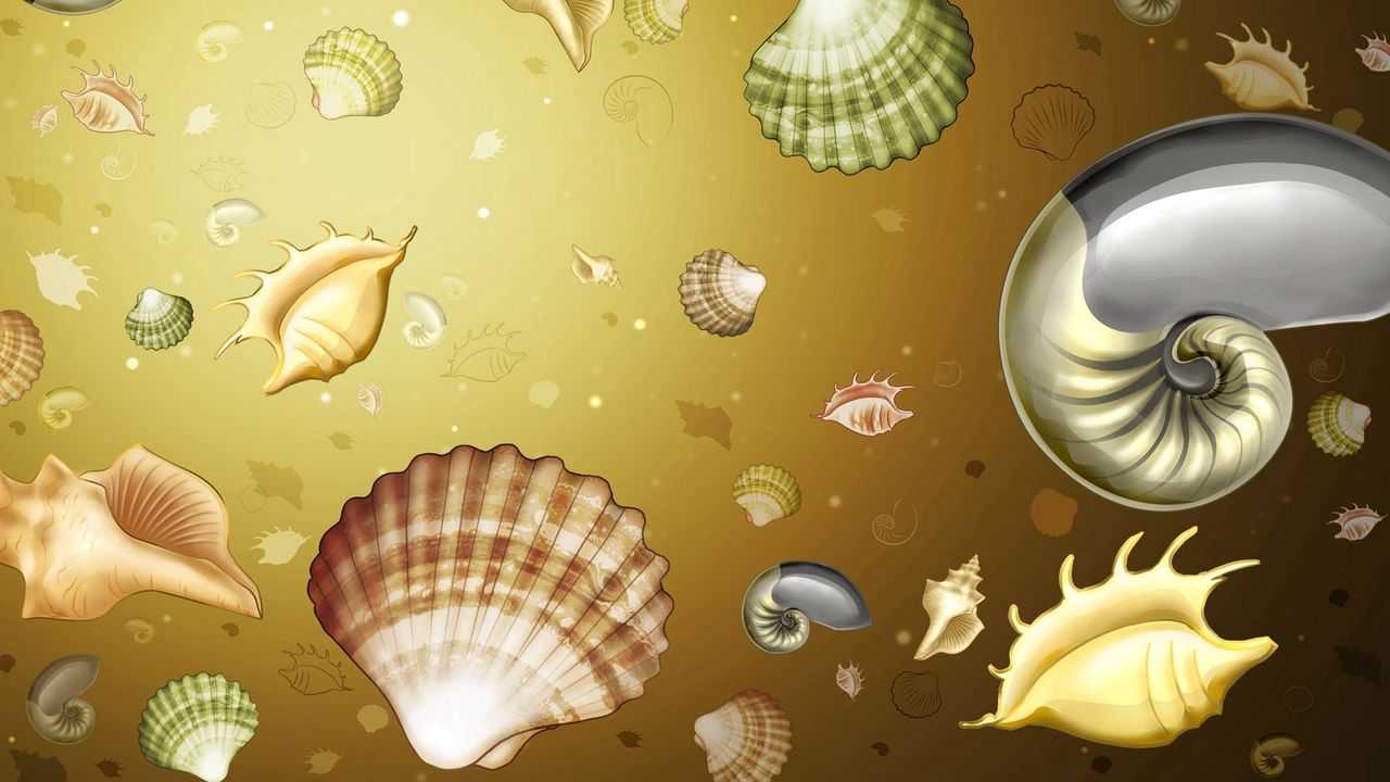 Wallpaper background, image, shells, color