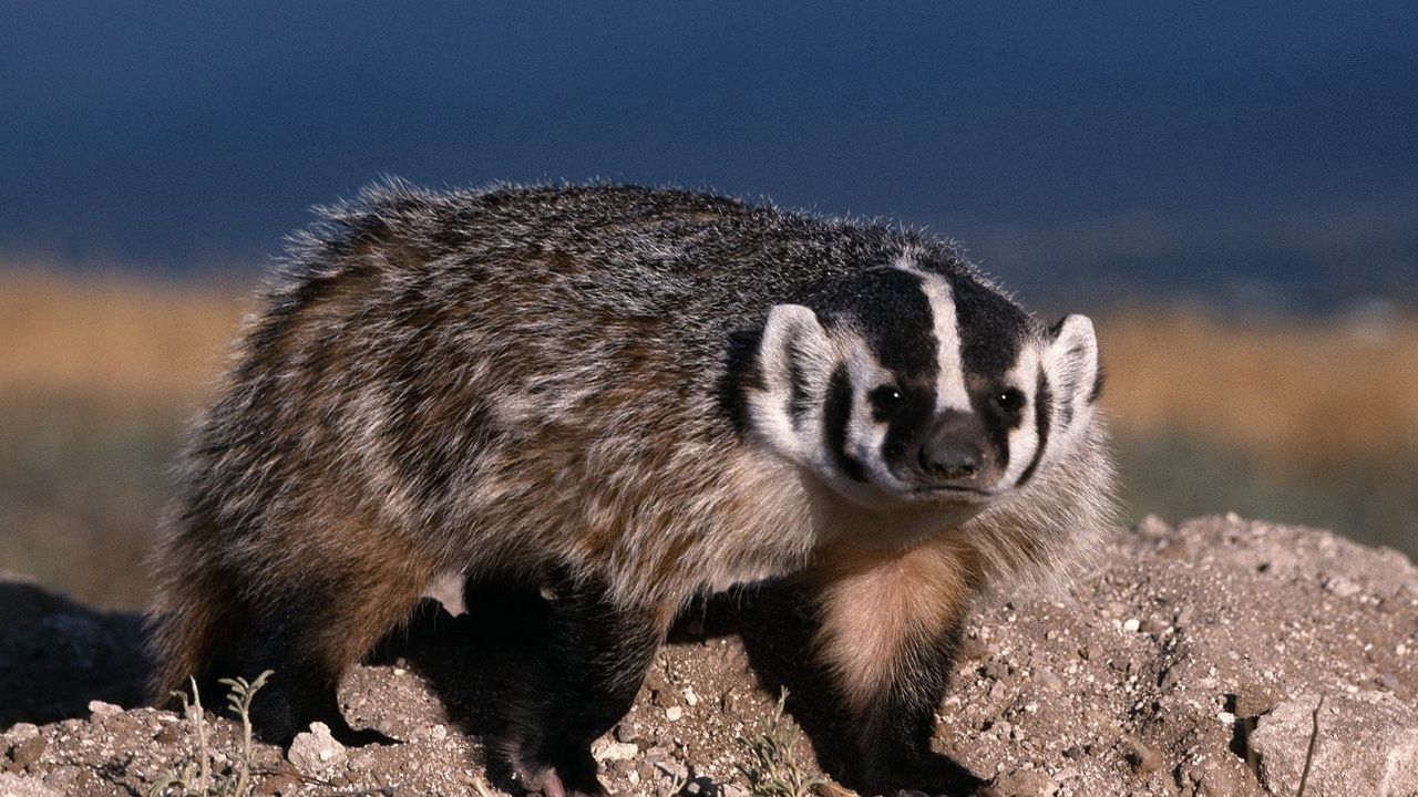 Wallpaper badger, color, stones