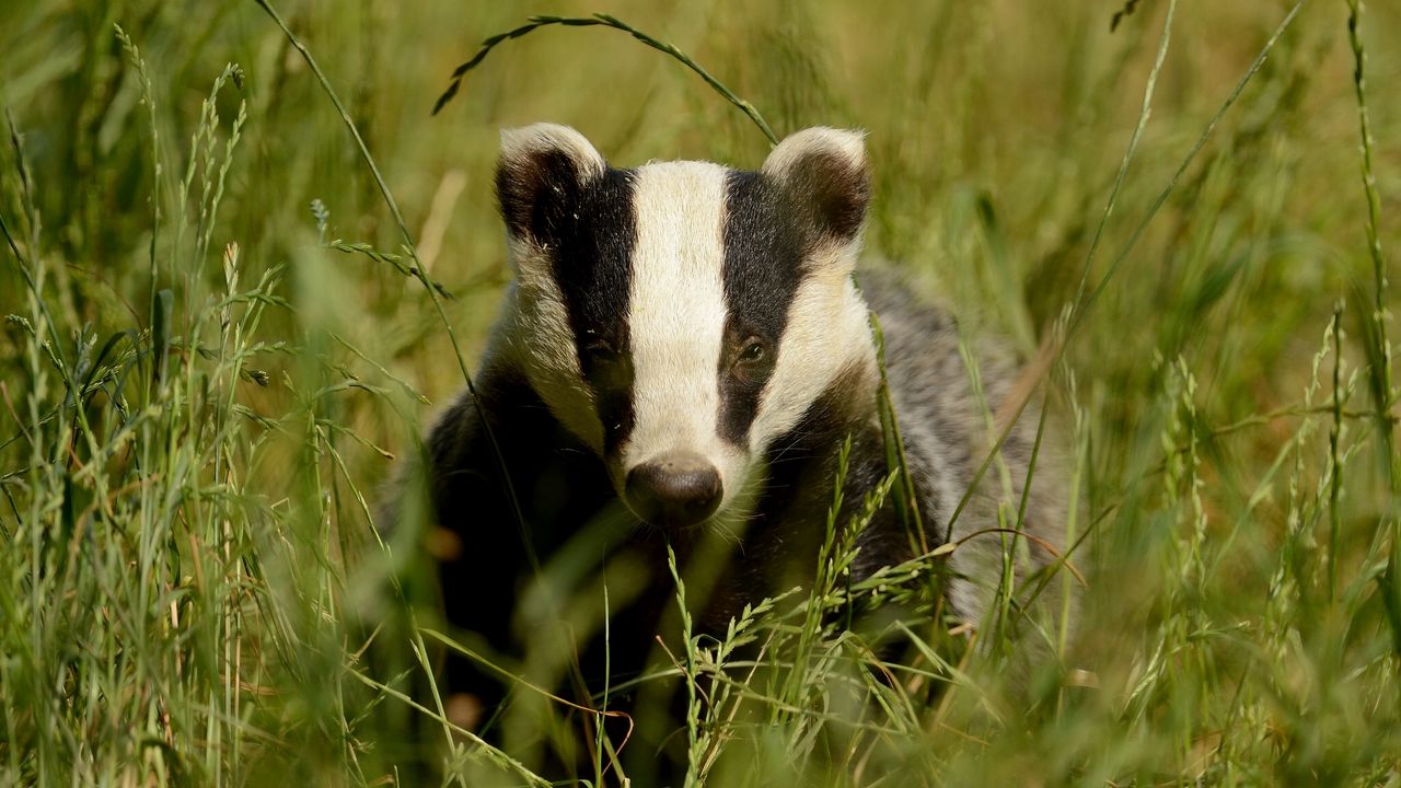 Wallpaper badger, grass, muzzle, animal