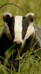 Preview wallpaper badger, grass, muzzle, animal