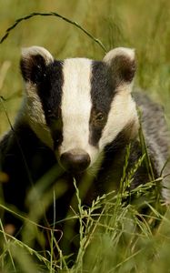 Preview wallpaper badger, grass, muzzle, animal