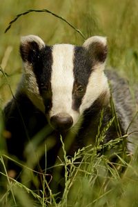 Preview wallpaper badger, grass, muzzle, animal