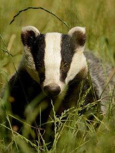 Preview wallpaper badger, grass, muzzle, animal